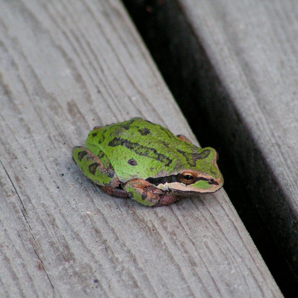 a Northern Pacific Tree Frog on a wood deck